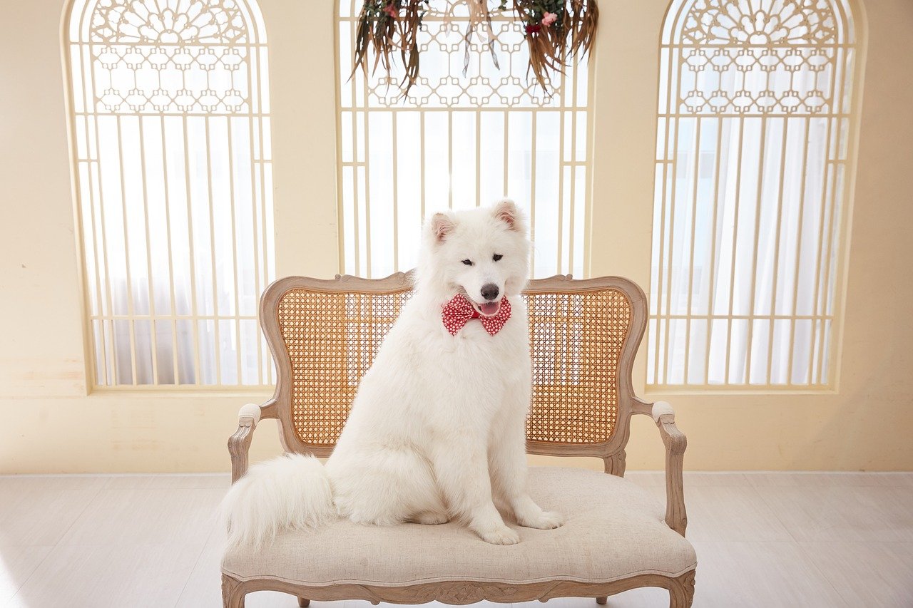 The Affectionate Nature of Samoyeds